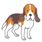 dog - Beagle